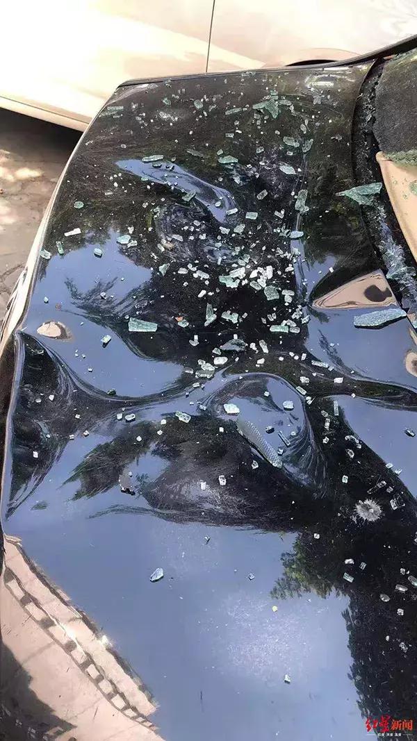 狗从高空掉下来会怎么样,狗从楼上摔下来有什么预兆