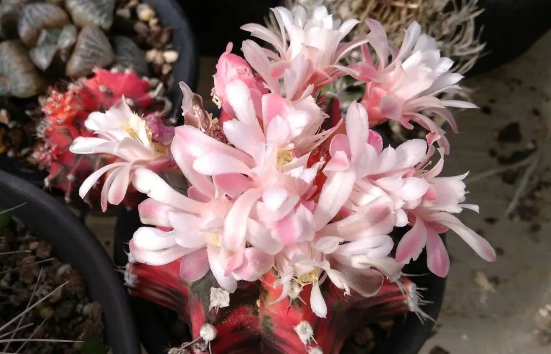 牡丹茎腐病怎么治好的,绯牡丹徒长怎么办