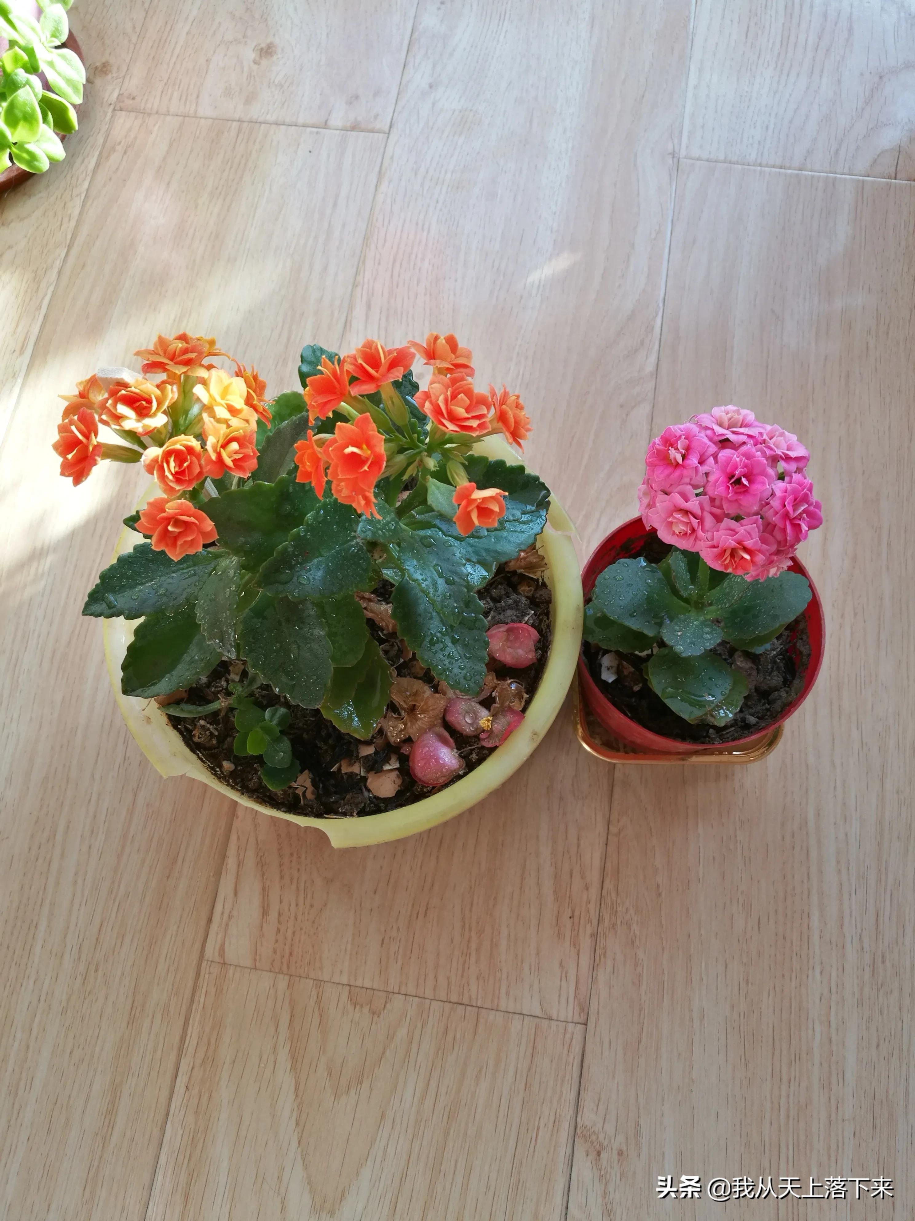 100张花朵美图,100张花图片大全