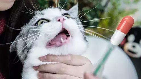 新手养猫第一天猫咪害怕怎么办,新手铲屎官养猫知识