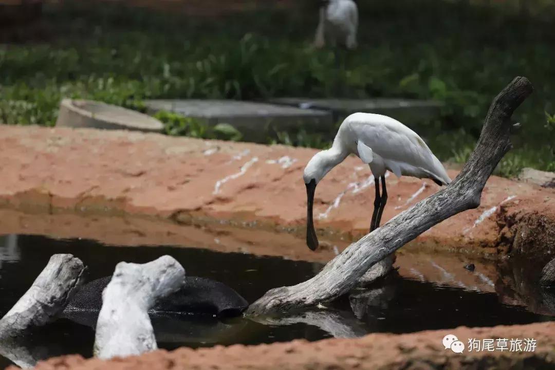 广州长隆旅游攻略野生动物园,广州长隆野生动物世界旅游攻略