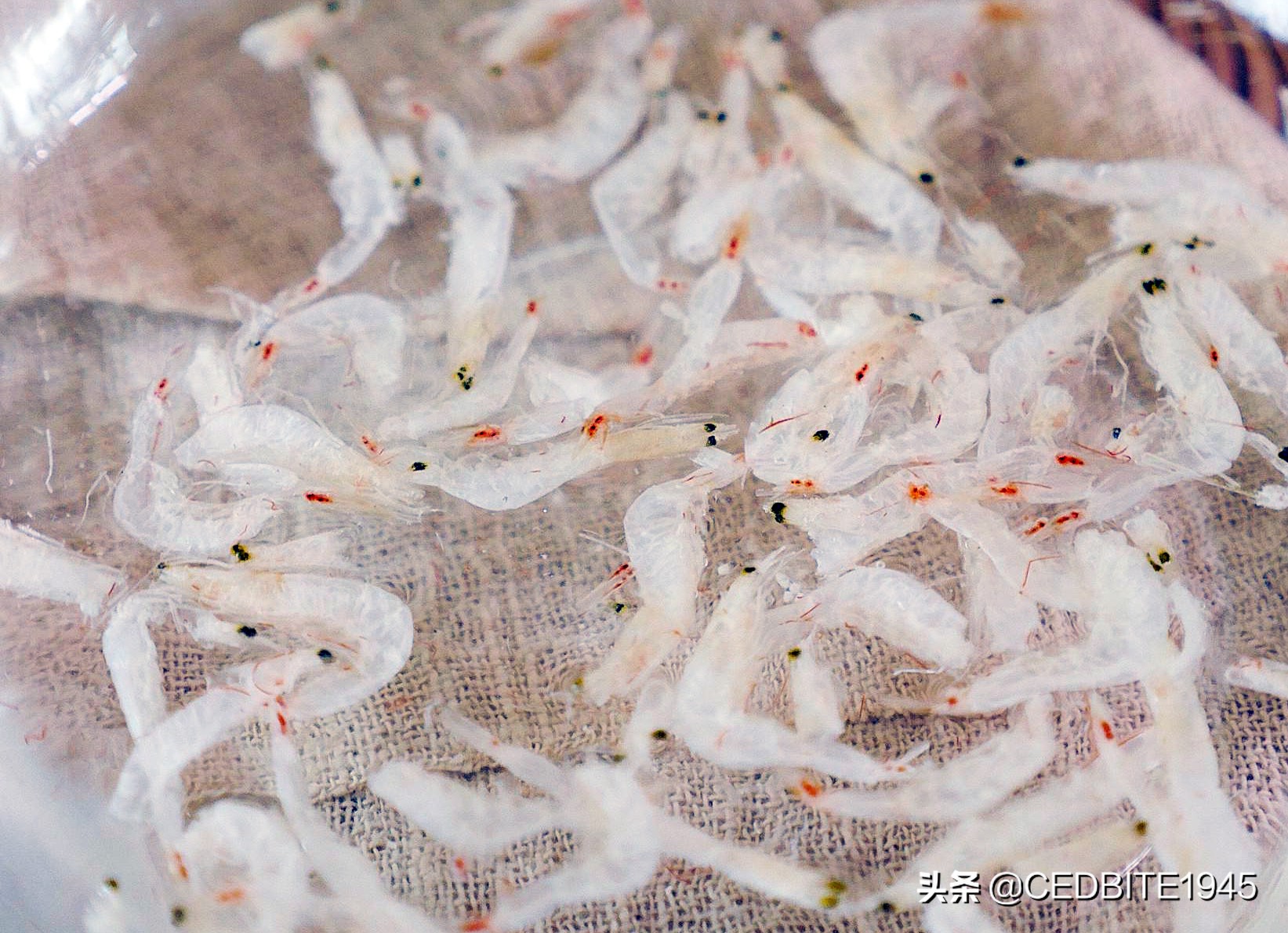 如何驯养黑猪视频,虎鱼怎么饲养才会变黄