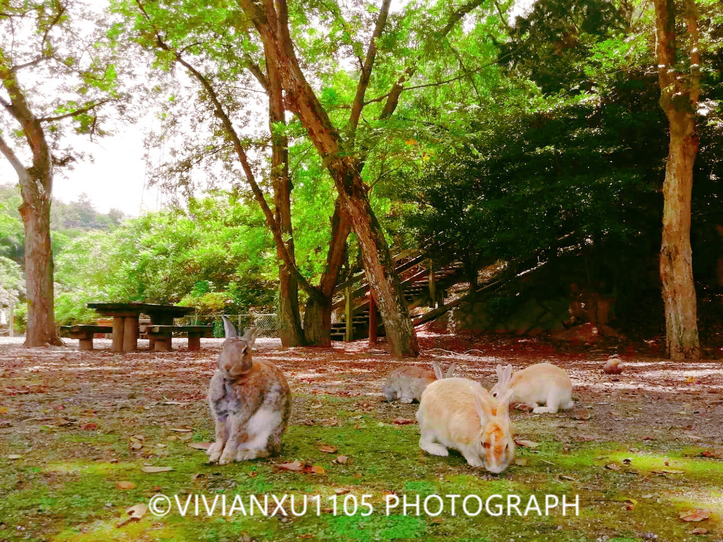 日本本州岛山阴山阳地区纯玩行程美图合集