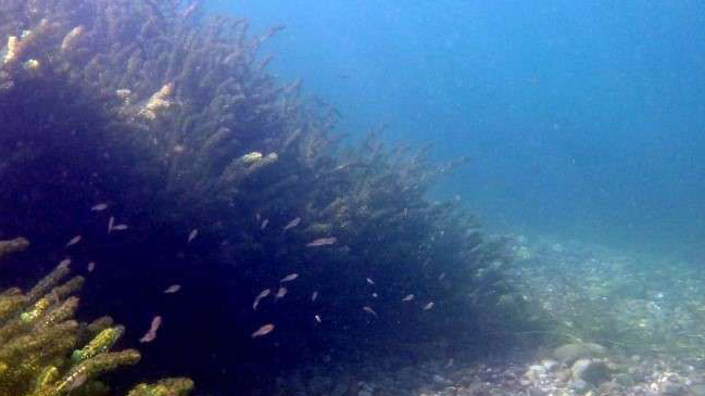 新手养鱼推荐混养品种,新手养鱼入门鱼种混养