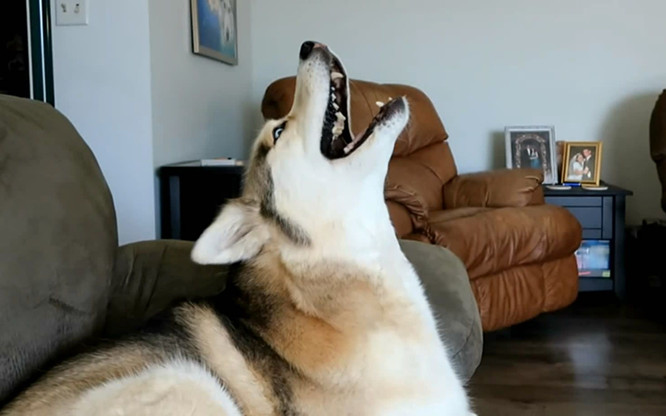 为什么狗狗晚上会一直吠叫,怎么解决狗狗半夜吠叫