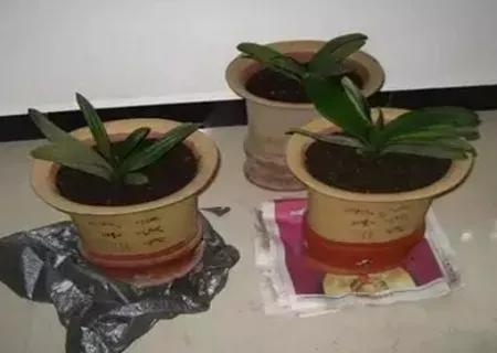 君子兰怎么移盆容易成活率高,君子兰多株在一起还是分株长得快