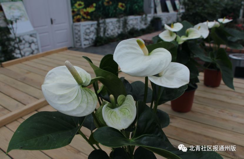 打卡北京紫谷伊甸园虞美人花海,通州看花的景点推荐免费