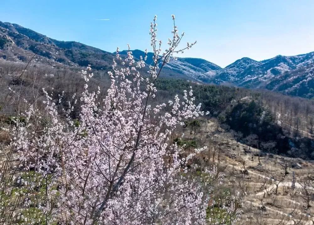 到了京郊这些花开四溢的“仙境”，您简直可以把日子过成诗！
