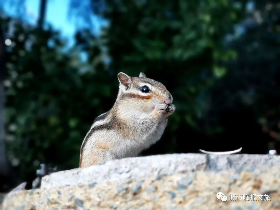 城晚拍拍丨落日余晖