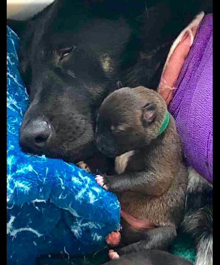 德牧怀孕58天趴窝里不动,怀孕德牧40天