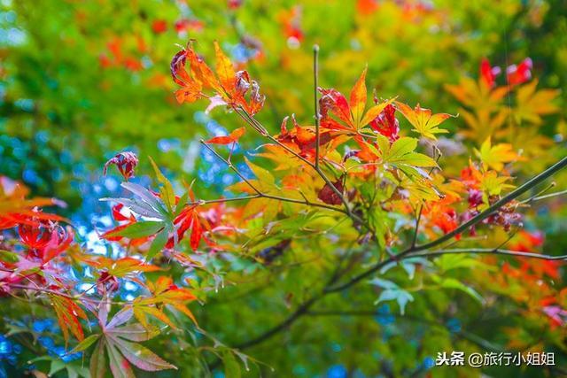 天目湖加南山竹海哪里泡温泉好,天目湖度假秘境享受绝美自然山水