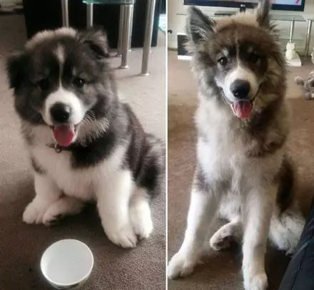 一只金毛两只阿拉斯加三只萨摩耶,雪橇三傻阿拉斯加哈士奇萨摩耶