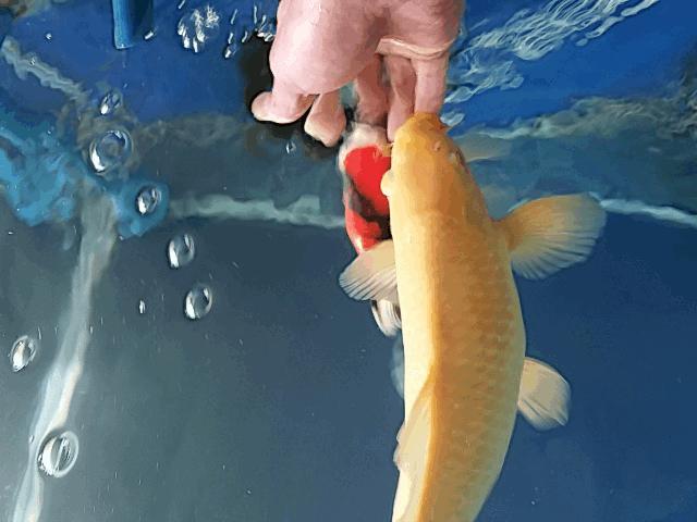 怎么训锦鲤最有效,锦鲤新手必备技巧