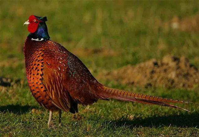 野鸡育雏管理技术,养殖山鸡和养殖土鸡的区别