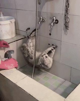 天气太冷猫咪不怎么吃喝,天气不好猫没精神