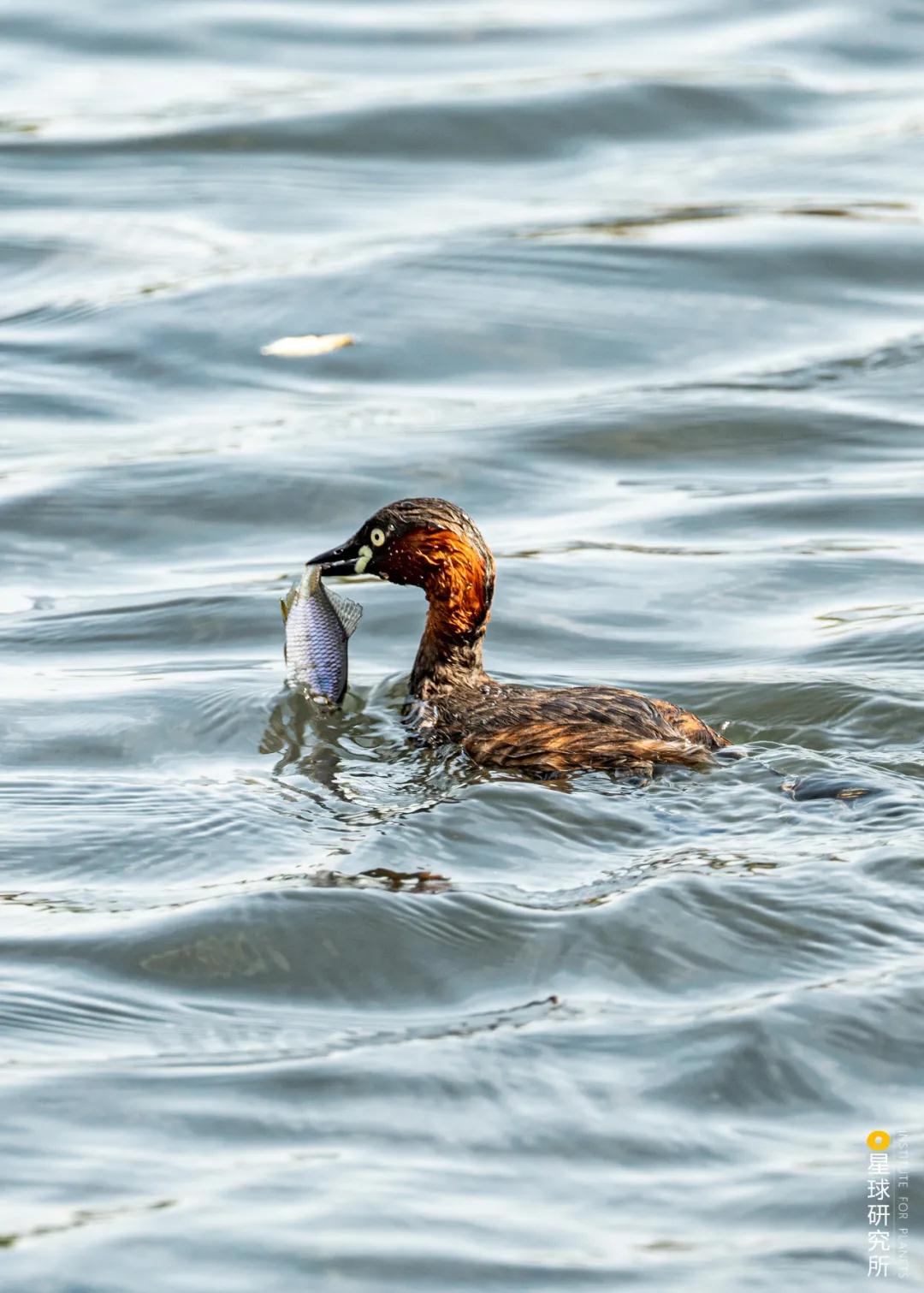 林草领域知识图谱,林草科普专业术语