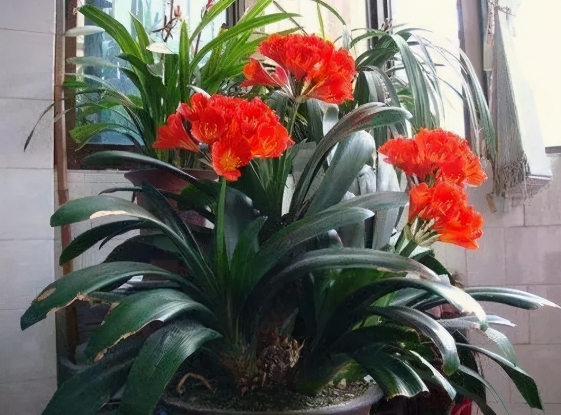 吸甲醛最好的植物花卉是哪几种,家养吸甲醛什么绿植最好