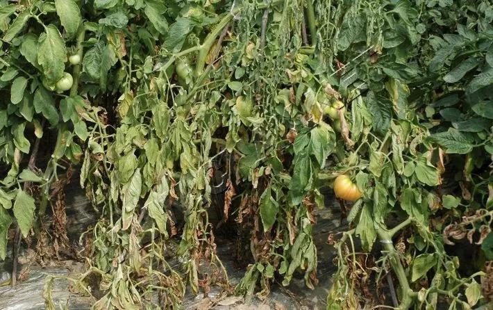 根部病害必须要灌根！但是这样灌根不仅没效果还有药害