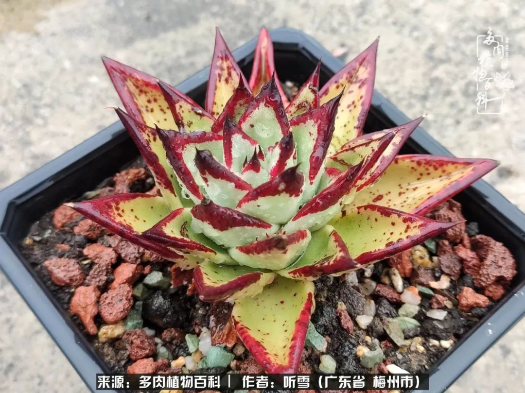 遇见多肉感恩生命中所有的相识,爱上多肉是个压力山大的事