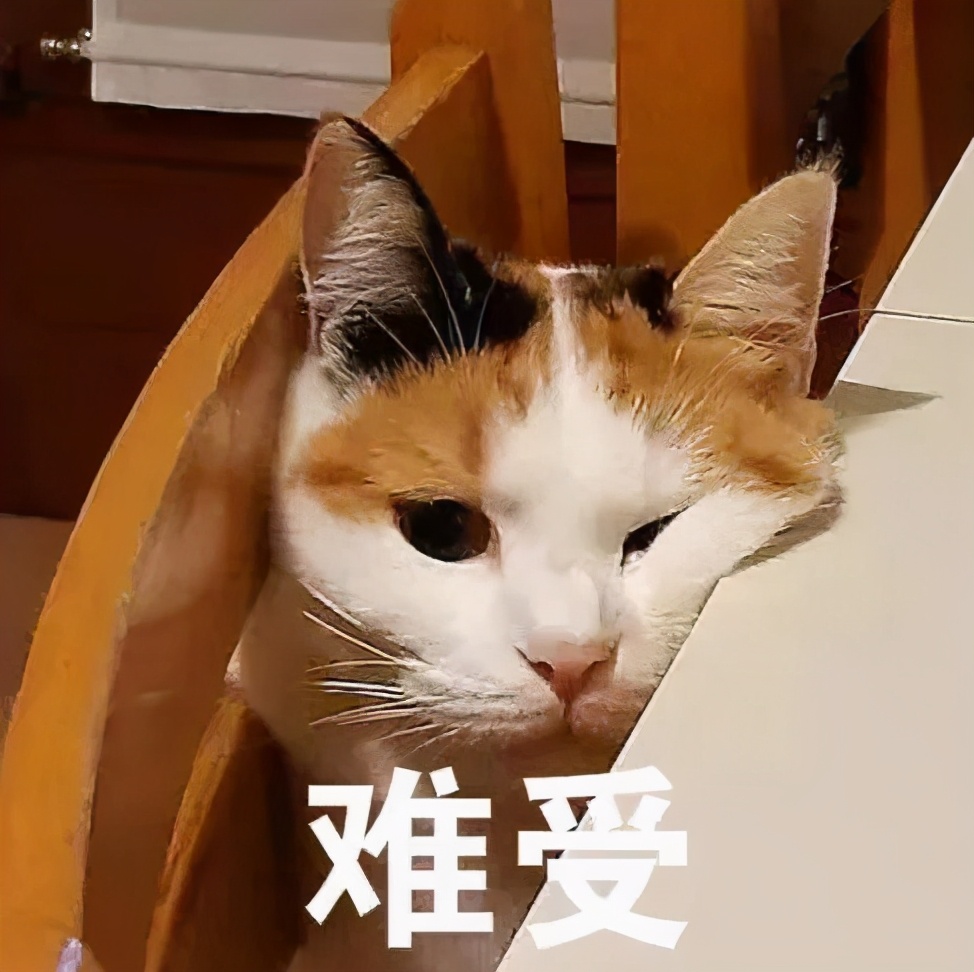 猫咪发情了怎么办？做好这些细节，你就是优秀铲屎官