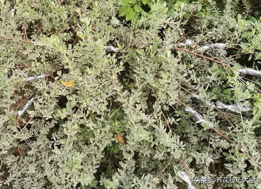 花卉繁殖有哪些常用方法,常见花卉的主要繁殖方法