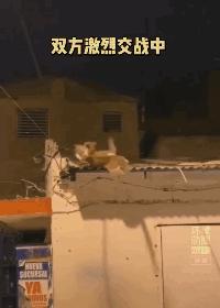 猫咪那些小心思图鉴,坏心眼猫咪合集