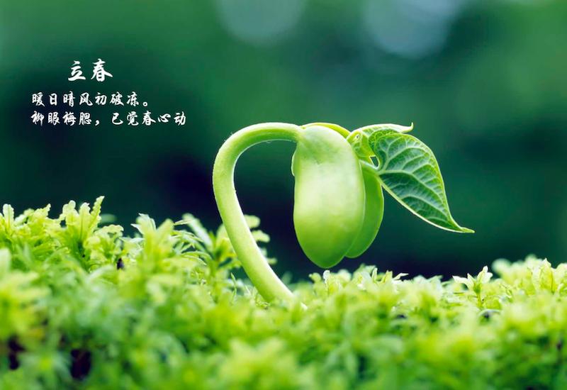 鼠年立春有哪些说法,鼠年和猪年有什么说法