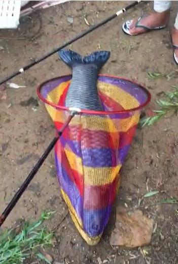 渔获青龙饵,野钓渔获