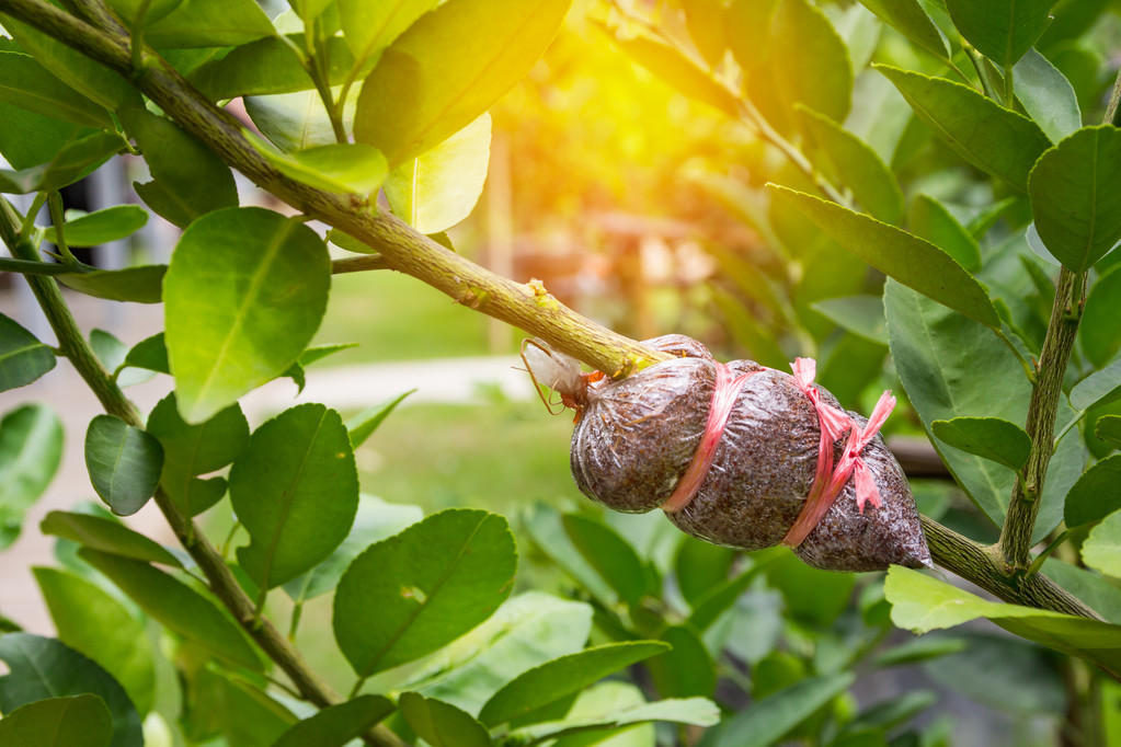 一棵果树繁殖视频,一棵果树嫁接出多种水果