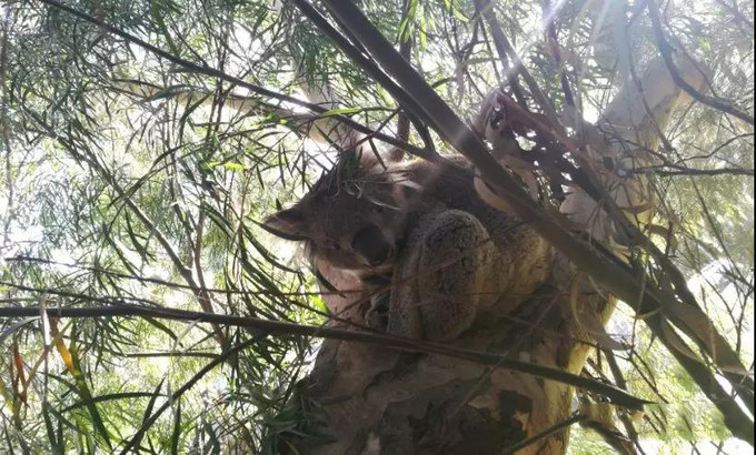 澳大利亚一年游学攻略,第一次出国去澳洲游学