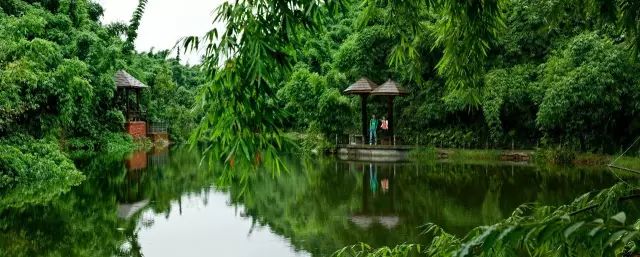 沐川竹海看雪,沐川竹海游玩视频