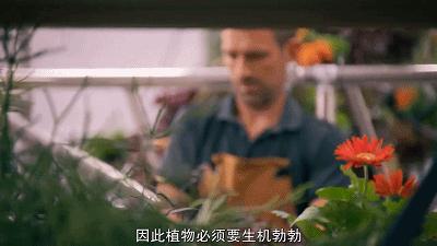 这也能拍出花?网飞又开挂了,每集都让我惊掉下巴