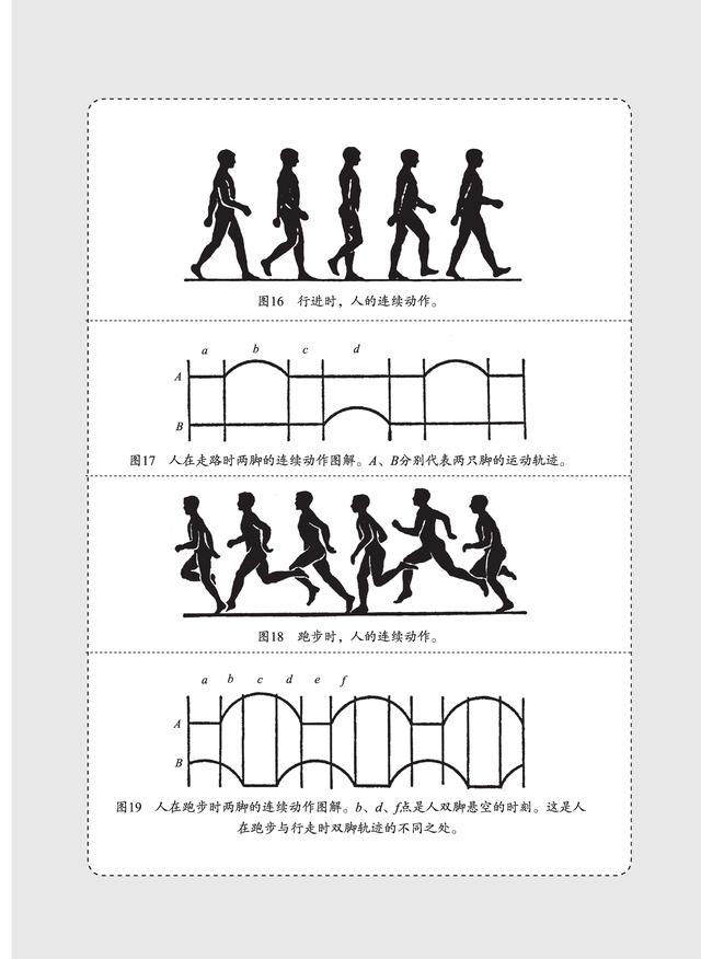 澳洲兔子泛滥为什么不抓来吃,为什么澳洲兔子不能吃