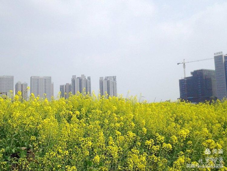 梦中的油菜花田,梦中的油菜花完整版