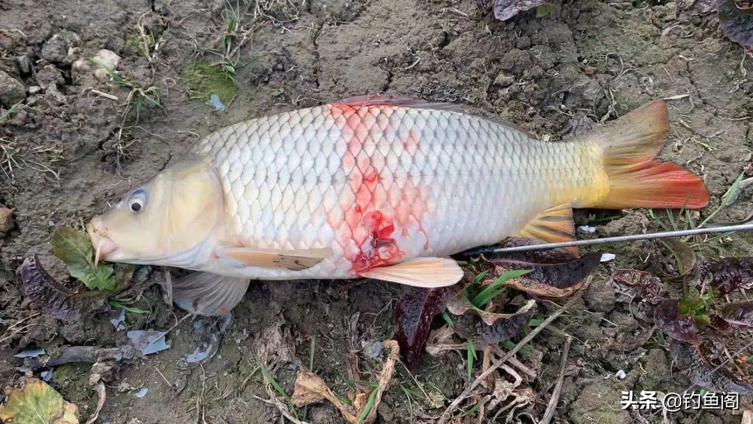 钓鱼与锚鱼区别,钓鱼跟锚鱼有什么区别