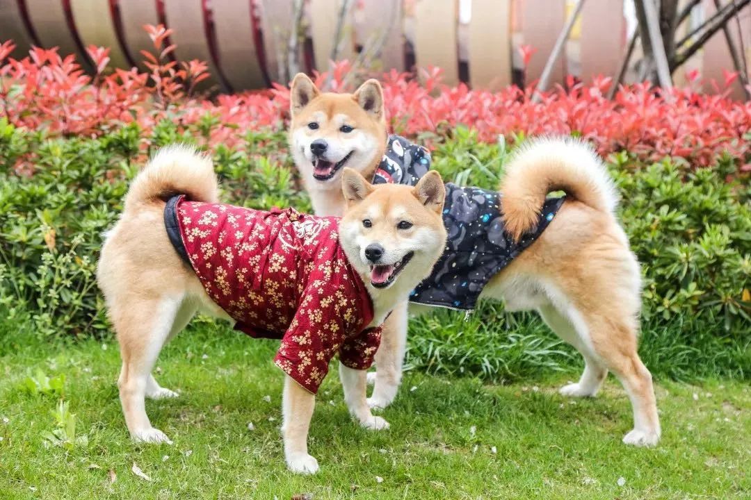 宠物比人吃得好,宠物比人金贵系列