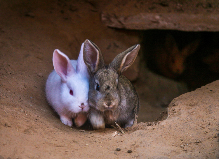 养兔技术母兔,母兔的繁育方法