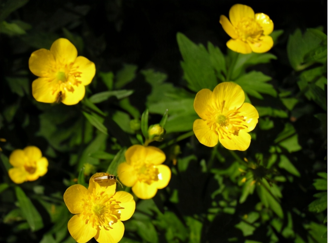 最古老花朵化石,远古花朵化石