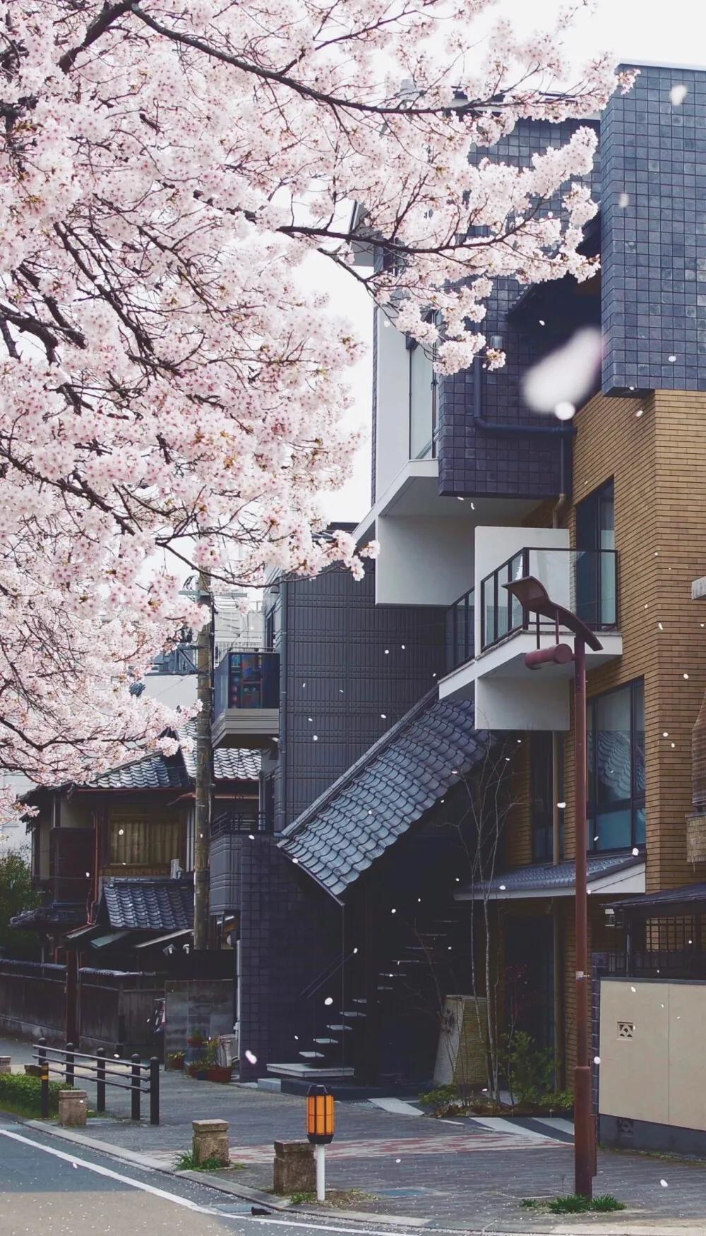 樱花盛开的季节真好看,日本最美樱花大赏