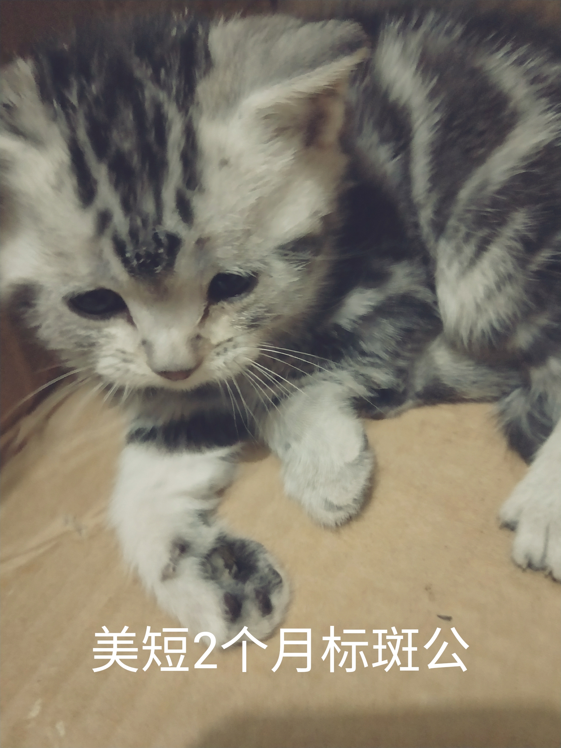 幼猫脱肛怎么治,猫脱肛有吃的药吗