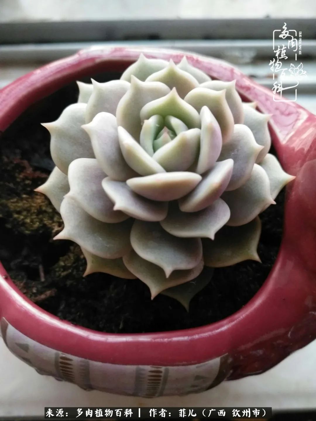 多肉相伴的感悟,与多肉为伴的时光真的很美好