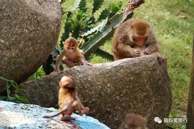 广州长隆野生动物园全程步行攻略,2天游玩广州长隆野生动物园攻略
