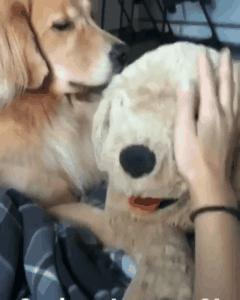 没救了，我家傻狗以为是我“亲生”的