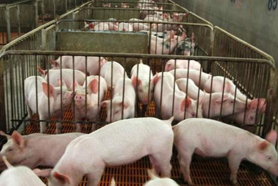 仔猪总是发病,仔猪为什么会患链球菌病