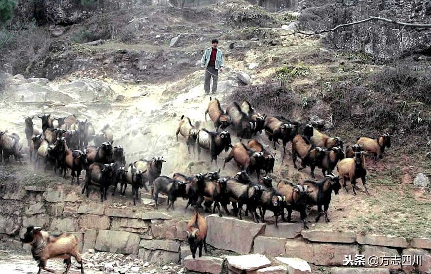 四川改革开放的重大改变,1988年四川改革开放大事记