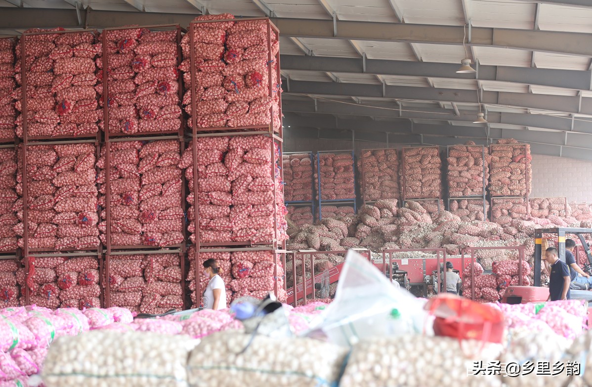蒜商怎么挣钱,蒜商发展前景怎么样