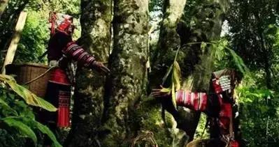 普洱茶藤条分布在哪里,普洱茶的茶山分布之四大茶区