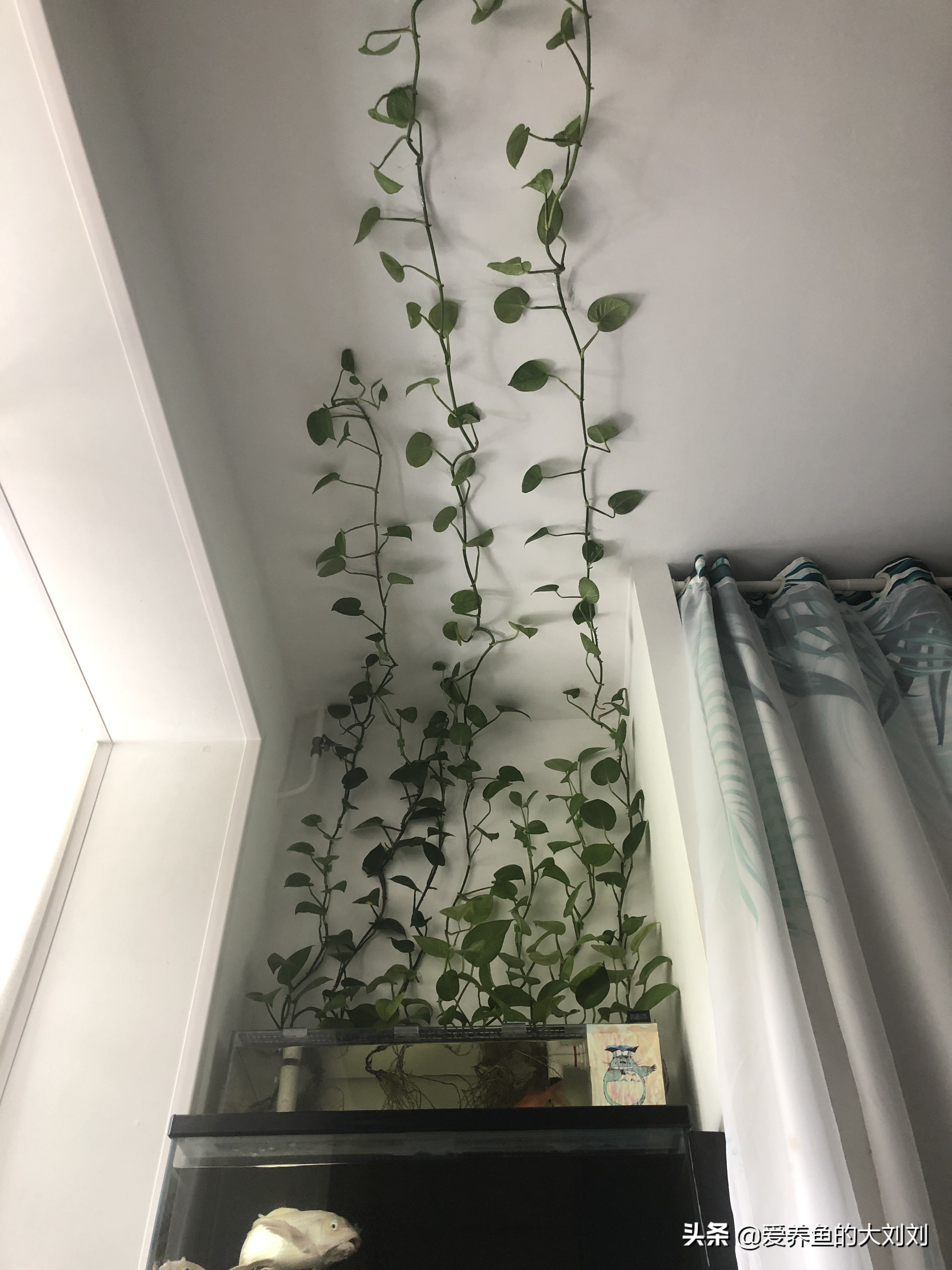 水培绿萝有水就能成活换水要勤快,水养绿萝放了生根粉需要多久换水