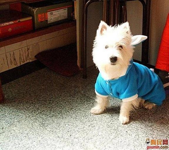 狗狗大全,送给喜欢狗的人）