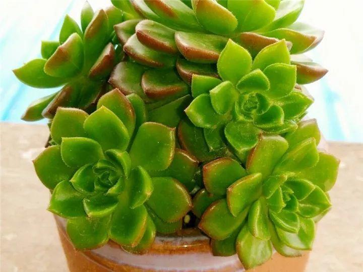 什么多肉夏天也可以继续生长,教你十大多肉养护技巧